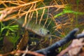 Perca fluviatilis, European perch, freshwater predator fish hides among roots of willow in biotope aquarium Royalty Free Stock Photo