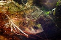 Perca fluviatilis, European perch, freshwater predator fish hiding among willow roots in biotope aquarium, underwater Royalty Free Stock Photo