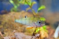 Perca fluviatilis, European perch, freshwater predator fish stares at camera in biotope aquarium Royalty Free Stock Photo