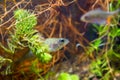 Perca fluviatilis, European perch, freshwater predator fish waits for prey among roots of willow in biotope aquarium Royalty Free Stock Photo