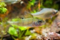 Perca fluviatilis, European perch and Rhodeus amarus, European bitterling, freshwater predator and prey in biotope aquarium