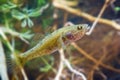 Perccottus glenii, Chinese sleeper, freshwater predator in biotope aquarium