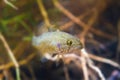 Perccottus glenii, Chinese sleeper, freshwater predator in biotope aquarium Royalty Free Stock Photo