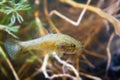 Perccottus glenii, Chinese sleeper, freshwater predator, mature macro photo Royalty Free Stock Photo