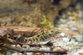 Perccottus glenii, Chinese sleeper, juvenile freshwater fish in biotope aquarium Royalty Free Stock Photo