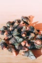 Percebes or Goose barnacles or gooseneck barnacles shell fish seafood