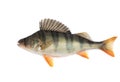 Perch Royalty Free Stock Photo