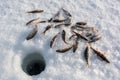 Perch around an ice fishing hole