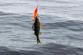 Perch caught in a bait. River perch on the hook. Fisherman holding bait with perch fish. Concepts of successful fishing. Royalty Free Stock Photo