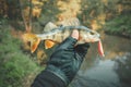 Perch closeup. Fishing on the principle & x22;catch and release Royalty Free Stock Photo
