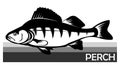 Perch common fish. Predatory river fish. European fish. Edible. Fishing for perch. River, lake. Striped. Barbed. Introduced to Afr