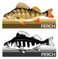 Perch common fish. Predatory river fish. European fish. Edible. Fishing for perch. River, lake. Striped. Barbed. Introduced to Afr