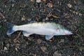 Perch fish on the ground