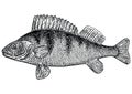 Perch fish illustration, drawing, engraving, line art, realistic