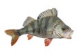 Perch fish. Live trophy isolated on white background. Perca fluviatilis Royalty Free Stock Photo