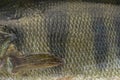 Perch fish scale skin with fin. Fishing camouflage background