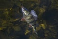 Perch fish trophy in water. Fishing background Royalty Free Stock Photo