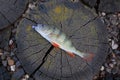 Perch fish wooden stub background