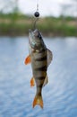 Perch fished Royalty Free Stock Photo