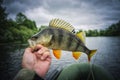 Perch fishing. Freshwaterfishing. Europe.