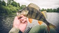 Perch fishing. On hook.