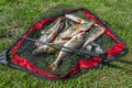 Perch fishing. Fish and tackle in landing net on green grass