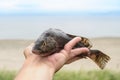 Perch fishing. Perch in the hand on the blurred background of the sea coast