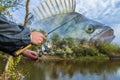 Perch fishing. Photo collage of angler hands with spinning rod on soft focus perch fish on river background