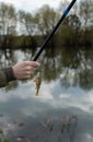 A perch on a fishing rod hook Royalty Free Stock Photo