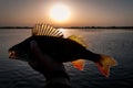 Perch fishing time