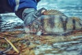 Perch in the hand of an angler. Catch and release Royalty Free Stock Photo