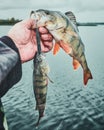 Perch on the hook. Spinning fishing. Double punch Royalty Free Stock Photo