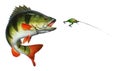 The Perch hunts for the golden green wobbler bait. Royalty Free Stock Photo