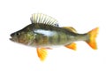 Perch Isolated Royalty Free Stock Photo