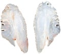 perch otoliths (ear stones) Royalty Free Stock Photo
