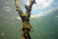 Perch Perca fluviatilis commonly known as the European perch, screed underwater shoal. Huge shoal of fish in fresh water