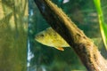 Perch - Perca fluviatilis