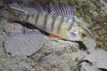 Perch perca fluviatilis Royalty Free Stock Photo