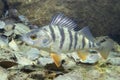 Perch perca fluviatilis