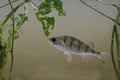Perch, Perca fluviatilis Royalty Free Stock Photo
