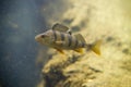 Perch, Perca fluviatilis Royalty Free Stock Photo