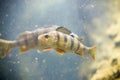 Perch, Perca fluviatilis, single fish in water Royalty Free Stock Photo