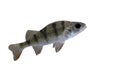 Perch, Perca fluviatilis Royalty Free Stock Photo