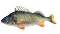 Perch Perca released with raised dorsal fin