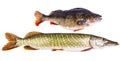Perch and pike - two typical freshwater predators