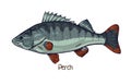 Perch, realistic vintage drawing. Freshwater fish, aquatic animal with spiky fin. Detailed realism, Perca flavescens