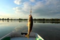 Perch, small in size, caught on the lake, with spinning and artificial bait in July. Trophies of the fisherman.