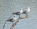 A perch for three little white gulls