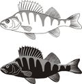 Perch - vector illustration of freshwater fish