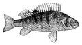 Perch, vintage engraving Royalty Free Stock Photo